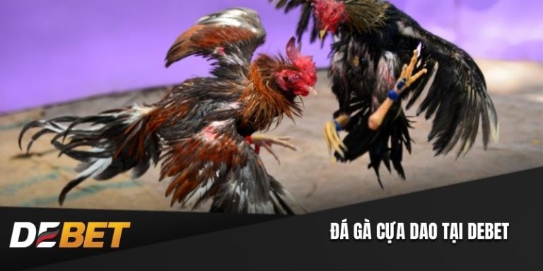 Đá gà cựa dao
