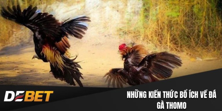 Đá gà Thomo