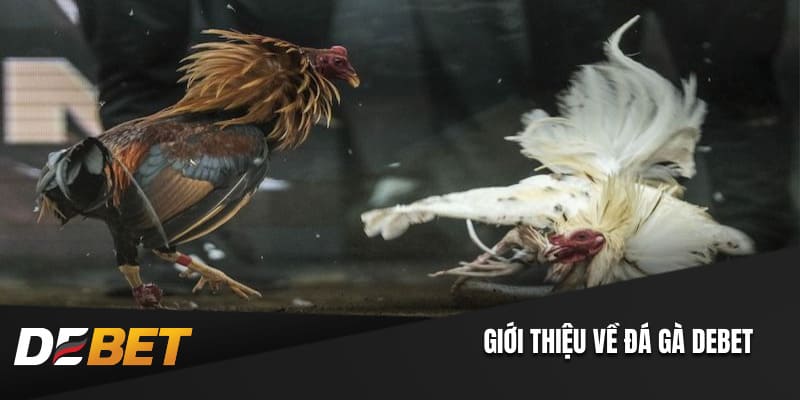 Giới thiệu về đá gà Debet