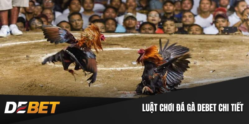 Luật chọi gà từ A đến Z
