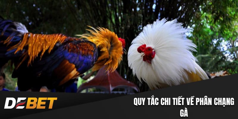 Quy tắc chi tiết về phân chạng gà
