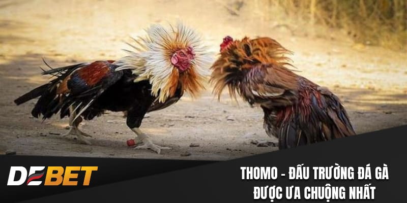 Thomo - đấu trường đá gà được ưa chuộng nhất