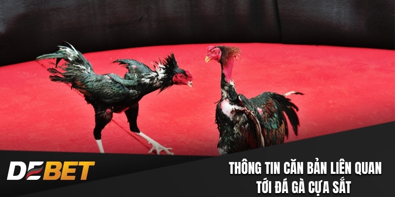 Thông tin căn bản liên quan tới đá gà cựa sắt 